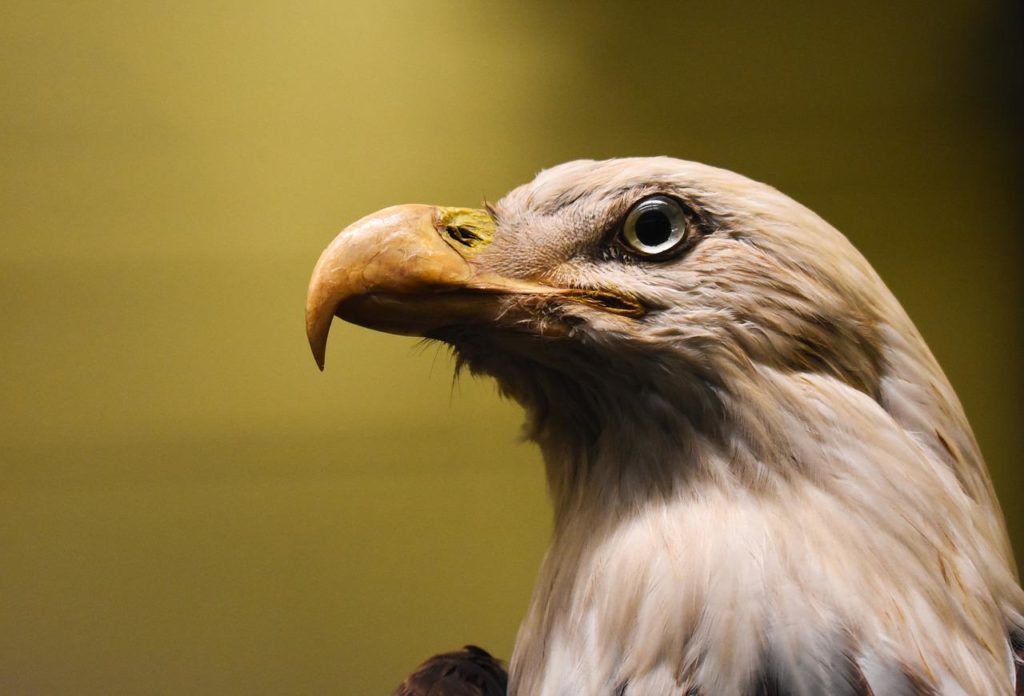 america, american, animal-3792889.jpg